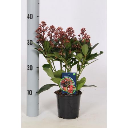 Skimmia Japonica Rubella P11 Pot 10/+-Flower