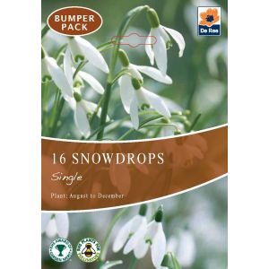 Snowdrops (Galanthus) - Single - 16 Bulb Pack