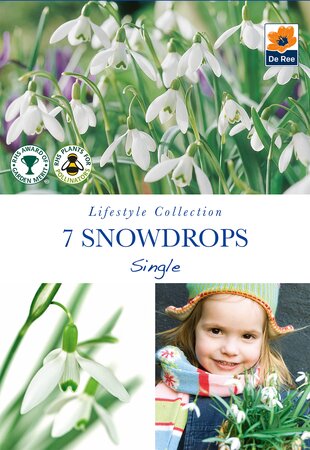 Snowdrops - Single - 7 Pack