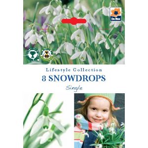 Snowdrops - Single - 8 Pack