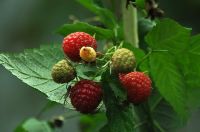 Soft Fruit Bushes