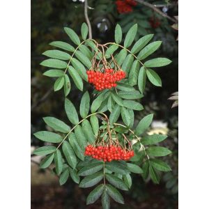 Sorbus Aucuparia Mountain Ash