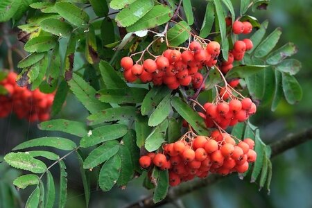 Sorbus Aucuparia Mountain Ash