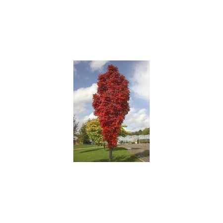 Sorbus Autumn Spire ® ('Flanrock') 12L Container