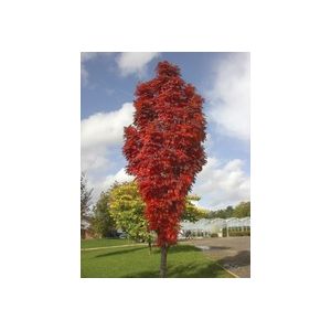 Sorbus Autumn Spire ® ('Flanrock') 12L Container