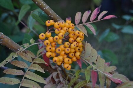 Sorbus Autumn Spire ® ('Flanrock') 12L Container