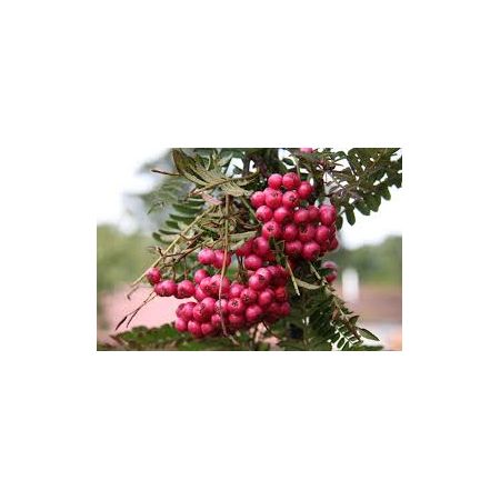 Sorbus ‘Glendoick Spire’™ 12 Litre Pot