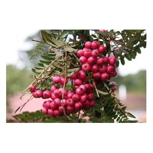 Sorbus ‘Glendoick Spire’™ 12 Litre Pot