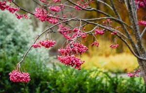 Sorbus ‘Glendoick Spire’™ 12 Litre Pot
