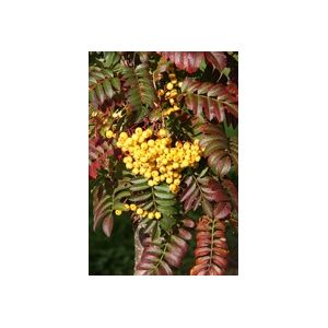 Sorbus Joseph Rock