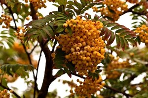 Sorbus Joseph Rock