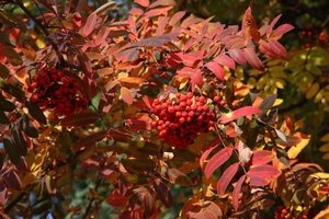 Sorbus Ulleungensis 'Olympic Flame' 12L Container