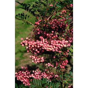 Sorbus Vilmorinii