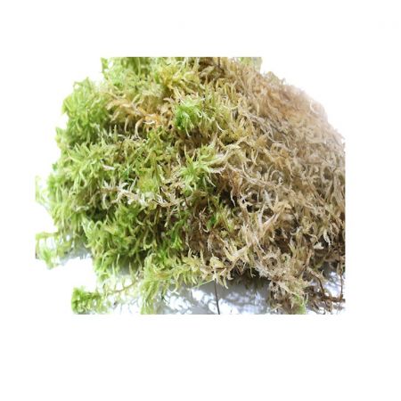 Sphagnum Moss Growers Bale