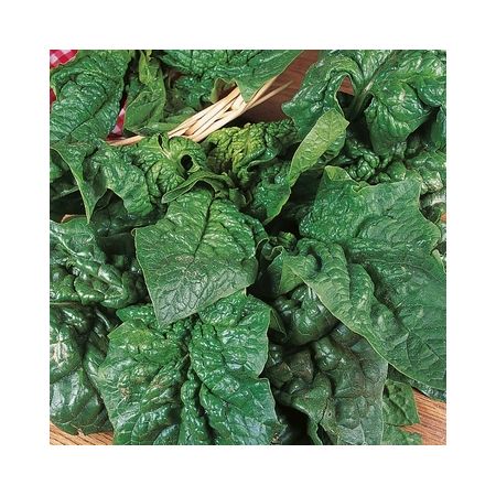 Spinach Giant Winter Seed Packet