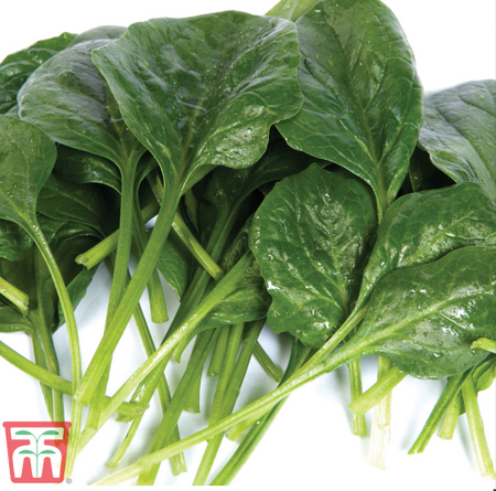Spinach - Helios - Thompson & Morgan Seed Pack