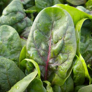 Spinach Red Vein Kings Seeds