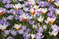 Spring Flowering Bulbs