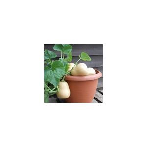 Squash Butterbush F1 Kings Seeds