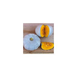 Squash Crown Prince F1 Kings Seeds