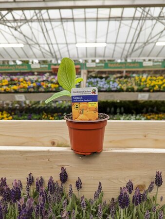 Squash Mini Yellow Sunburst 9cm Pot