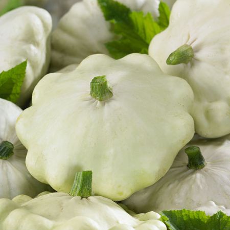 Squash Patty Pan Custard White Kings Seeds