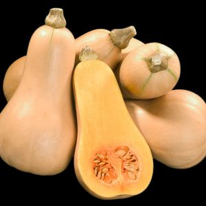 Squash Winter Butternut Hunter F1 Kings Seeds