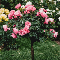Standard Rose Trees