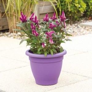 Stewarts Essential Plastic Pot 33Cm - Lavender