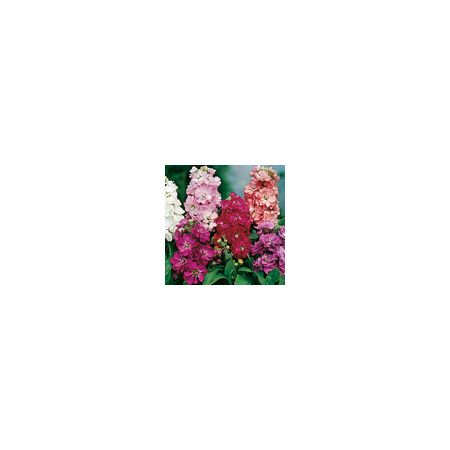Stock Brompton Mixed- Kings Seeds