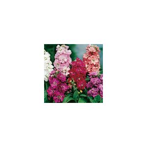 Stock Brompton Mixed- Kings Seeds