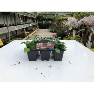 Stocks 6 Pack - Our Selection