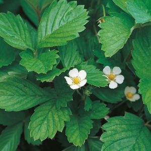 Strawberry Alpine Suffolk Herbs
