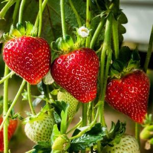 Strawberry Cambridge Favourite