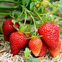 Strawberry Plants