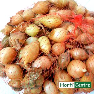 Sturon Onion Sets 500G - image 2