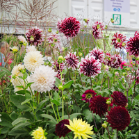 Summer Flowering Bulbs