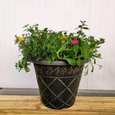 Summer Mixed Large Planted Pot £29.99