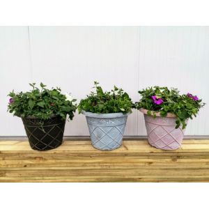 Summer Mixed Medium Planted Pot £19.99