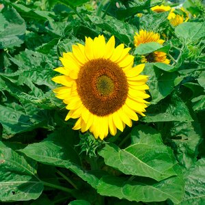 Sunflower Bambino- Kings Seeds