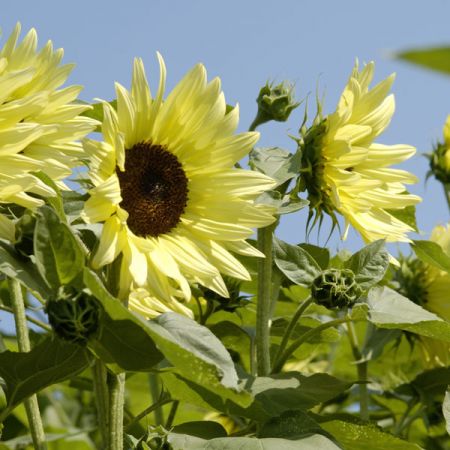 Sunflower Buttercream F1- Kings Seeds