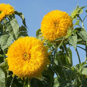 Sunflower Double Sun King- Kings Seeds