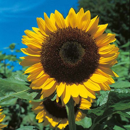 Sunflower Giant Single- Kings Seeds