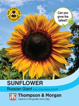 Sunflower - Russian Giant - Thompson & Morgan  Seed Pack - image 1