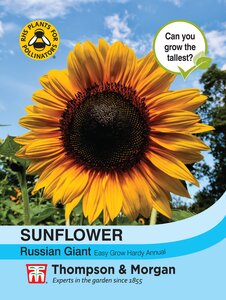Sunflower - Russian Giant - Thompson & Morgan  Seed Pack - image 1
