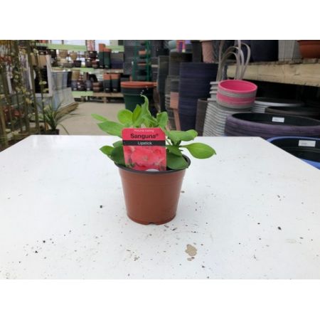 Surfinia (Trailing Petunia) 9Cm Pot - Various Colours - Our Selection