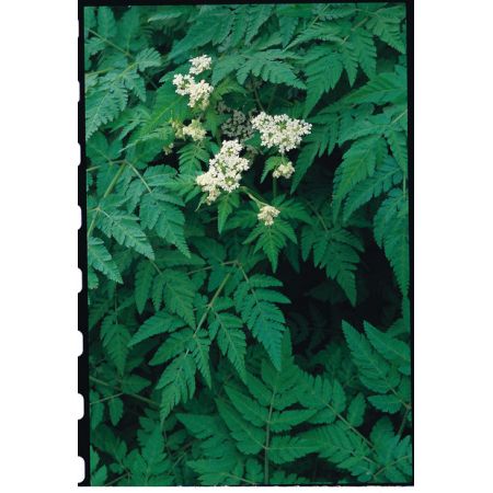 Sweet Cicely Suffolk Herbs
