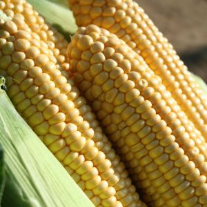 Sweet Corn Earlibird F1 Kings Seeds