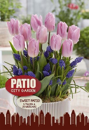 Sweet Patio - Tulipa & Muscari - 25 Bulb Pack