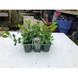 Sweet Pea 6 Pack